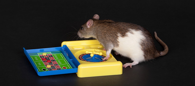 gambling rat playing miniature roulette