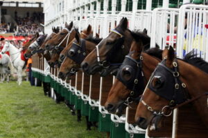 horses in stalls ready to race
