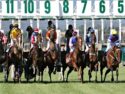 How Many Horse Races Take Place Each Year in the UK