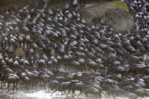 migrating herd of wildebeest