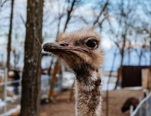 ostrich close up