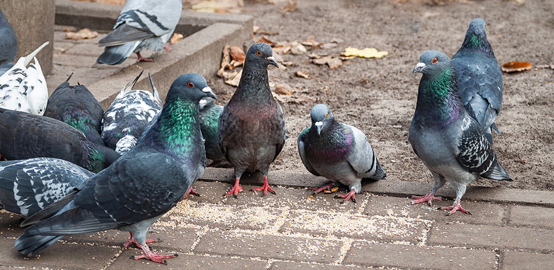 pigeons feeding on pavement